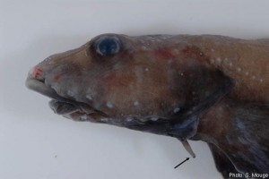 Antarctische vis met antivrie