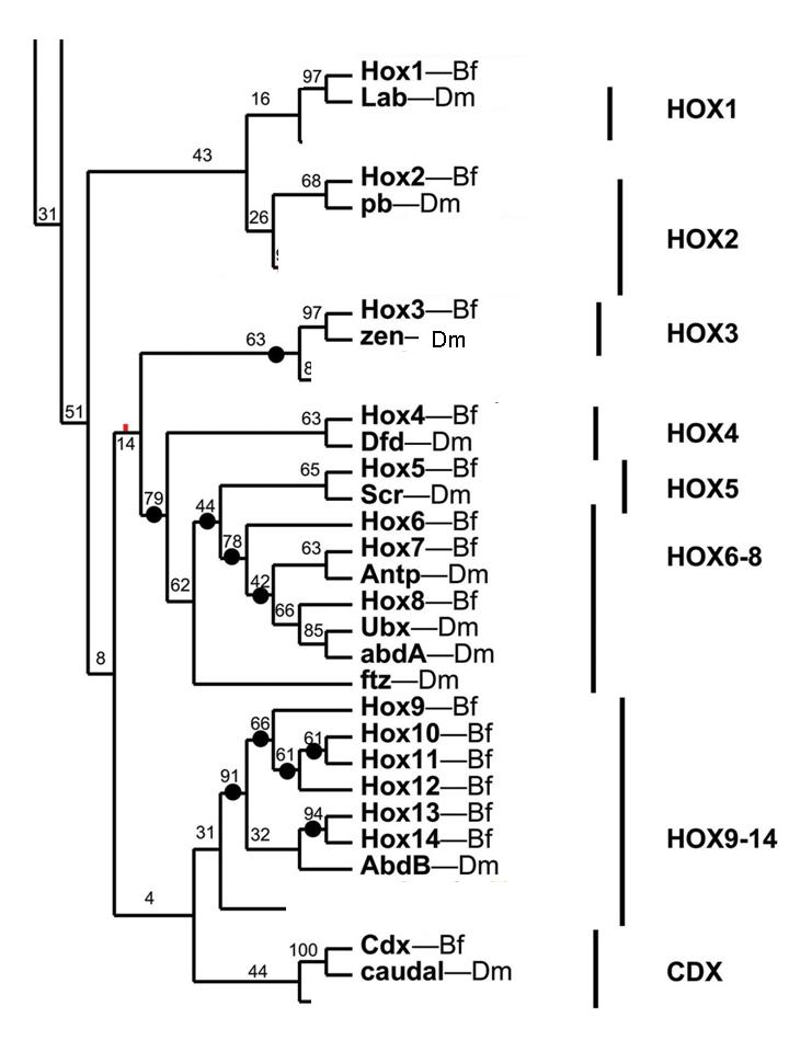 figuur-7-macro-3-hox-genduplicatie-phylogenie