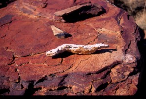 ediacaran_lizard