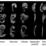 embryos