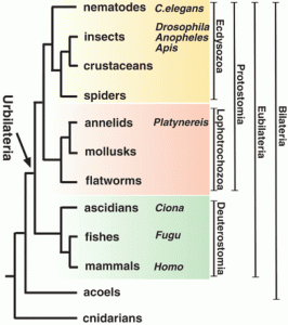 figuur-11-a-macro-2-raible-et-al-science-310-2005-1325-1326-ifig-11