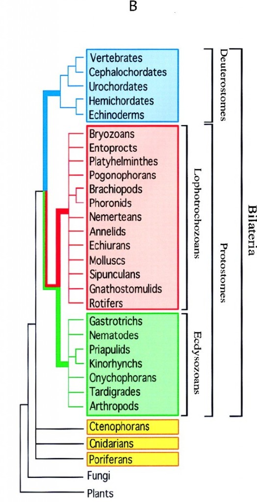 figuur-12-macro-2-adoutte-et-al-pnas-2000-fig-1-all-bilateria-molecular1