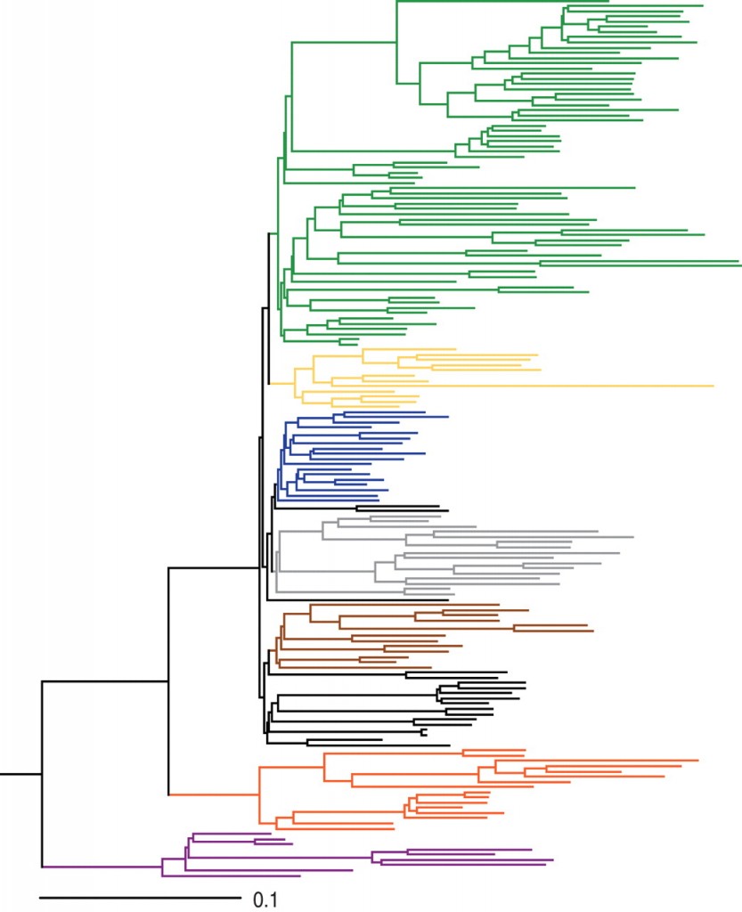 figuur-16-macro-2-hackett-etal-science-27062008-fig-3-phylogeny-vogels-met-substitutieschaal