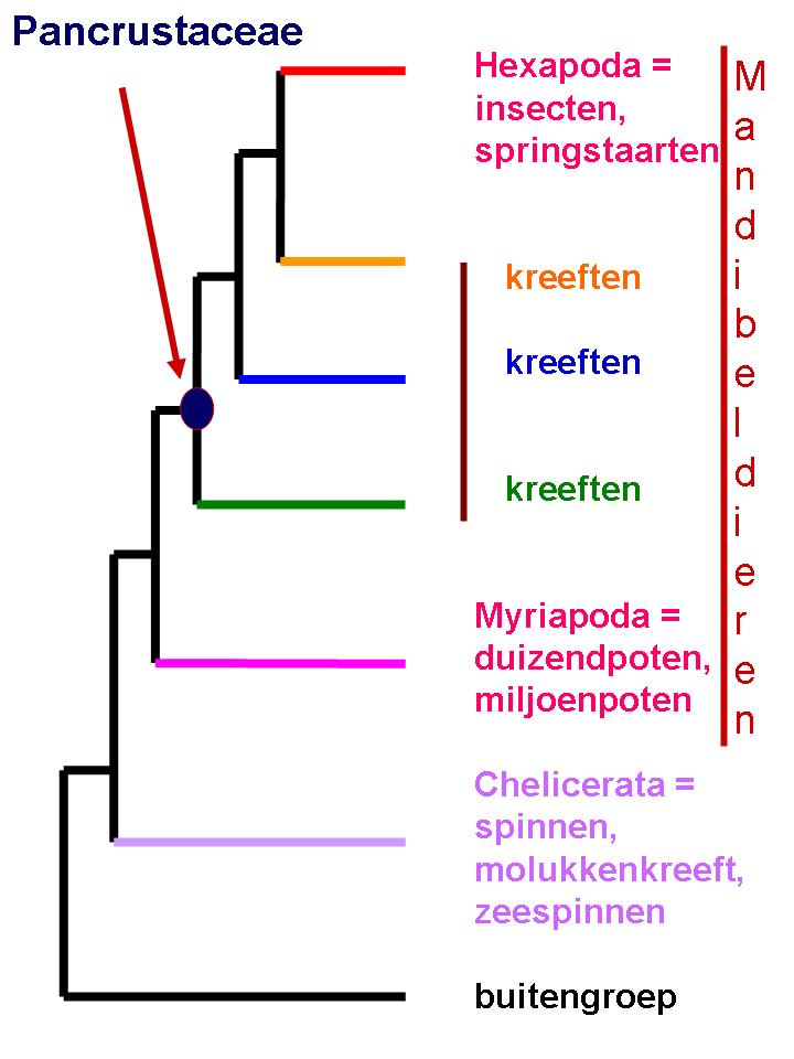 figuur-18-schema-arthropoden-macro-2-portrait