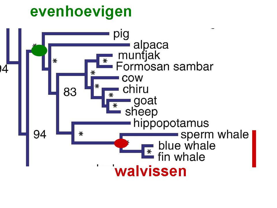 figuur-20-macro-2-arnason-gene-fig-2-mt-dna-cetartiodactyla