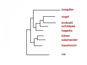 figuur-8b-macro-2-schema-tetrapoda1