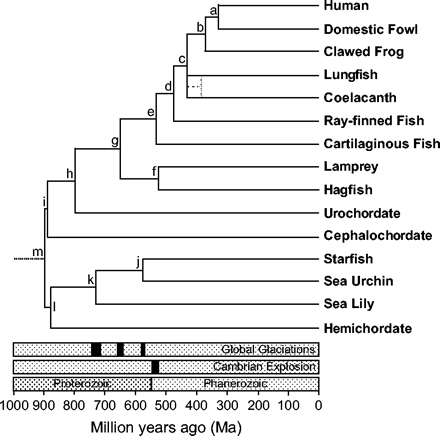 figuur-9-macro-2-blair-hedges-mbe-2005-fig-4-deuterostomia2