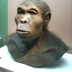 homo_habilis